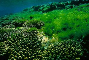 Algae is grown in pristine ocean waters 