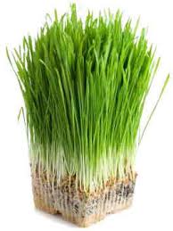 We use gluten-free barley an wheat grass extracts